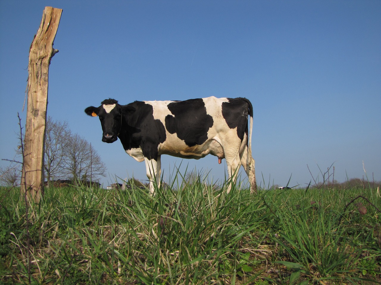 cow field normande free photo