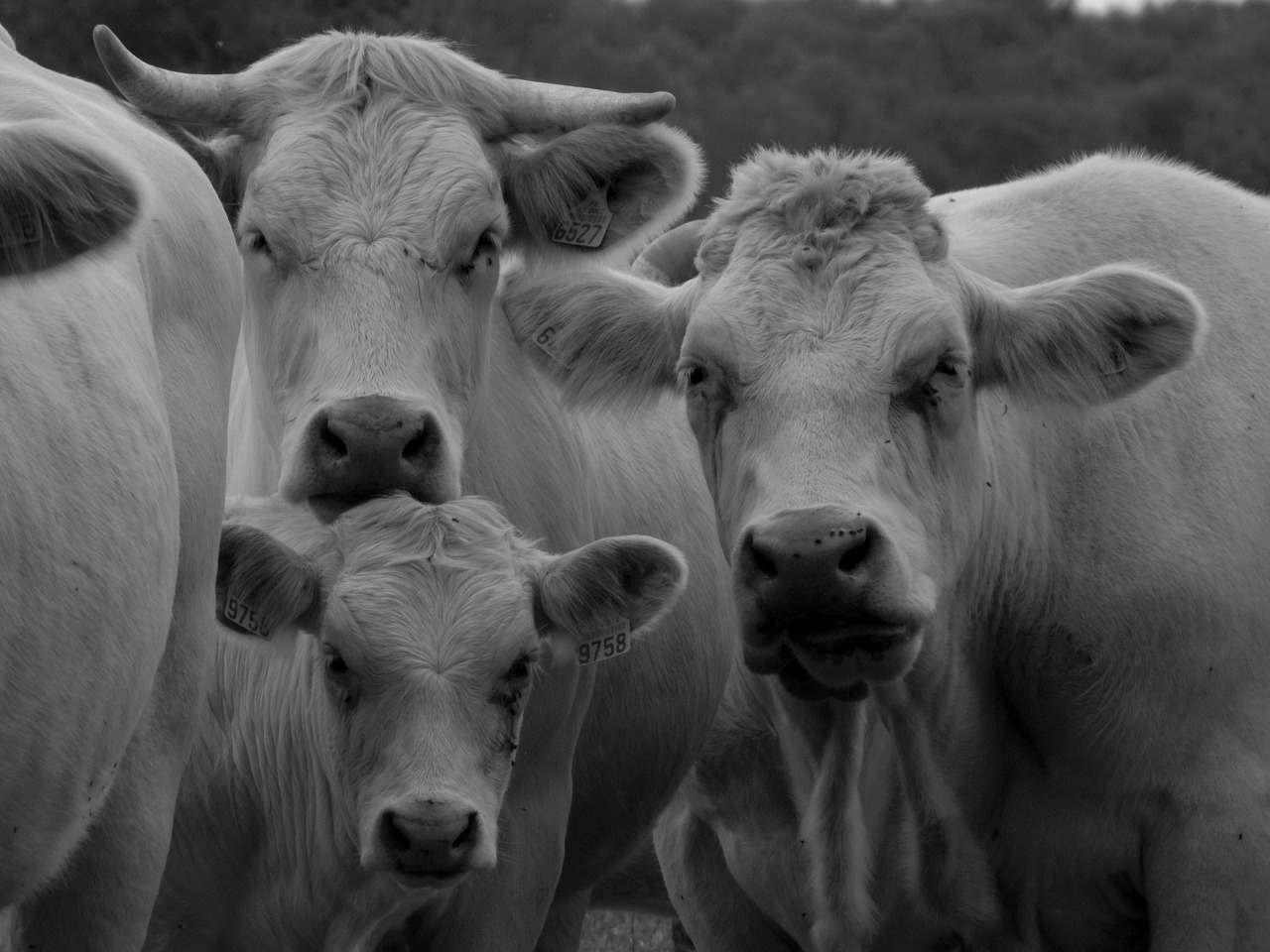 cow black and white veal free photo