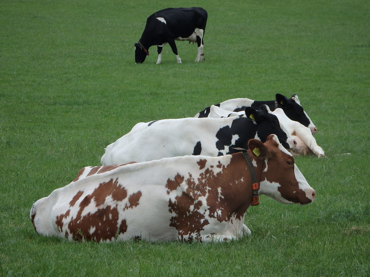 cow grass browser free photo