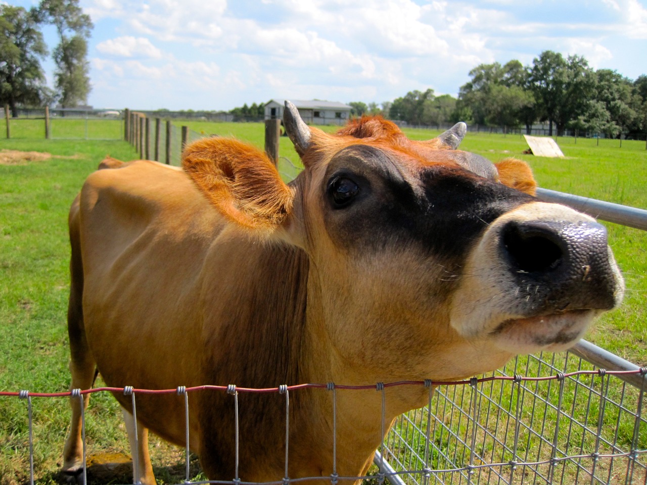 cow animal farm free photo