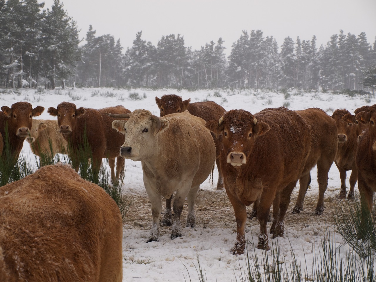 cow herd cattle free photo