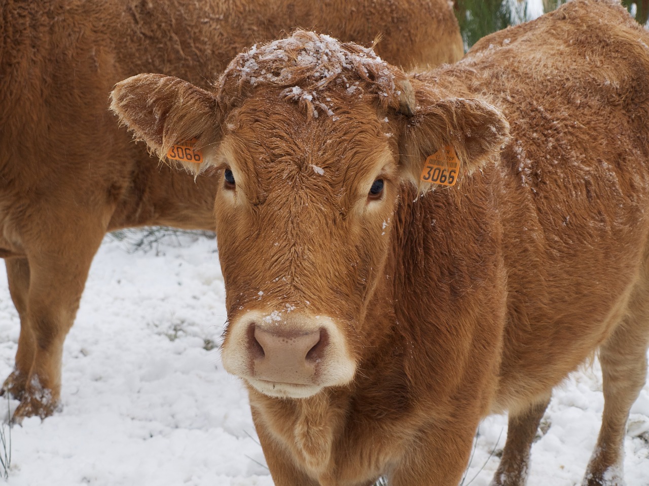 cow cattle field free photo