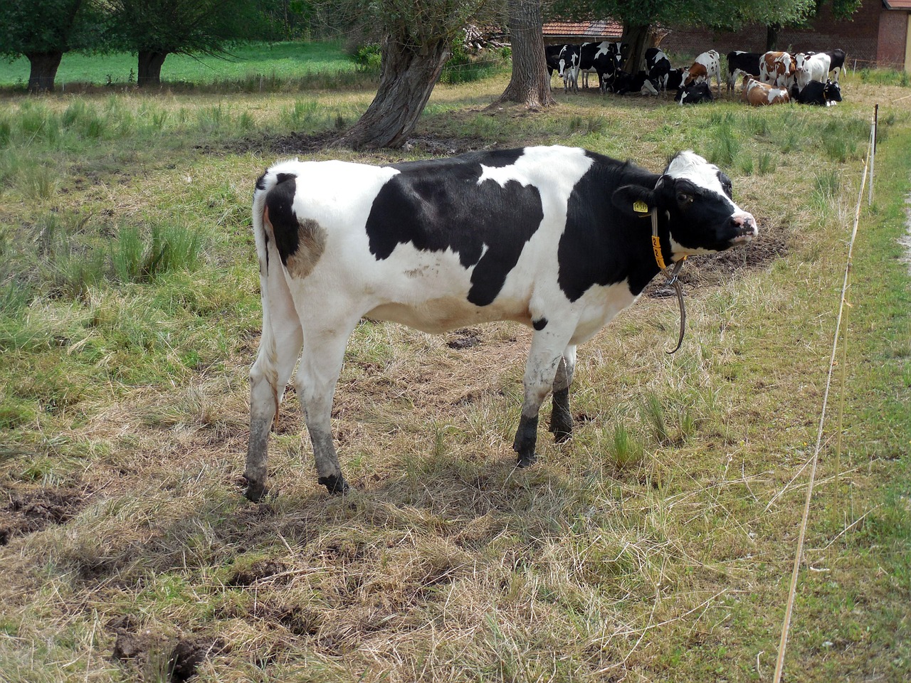 cow beef bull free photo