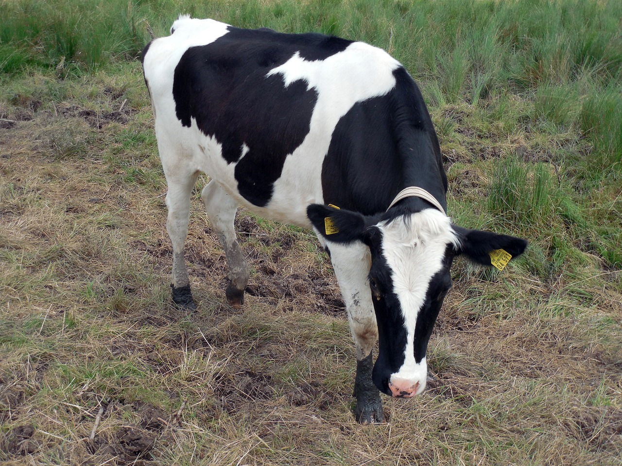 cow beef bull free photo