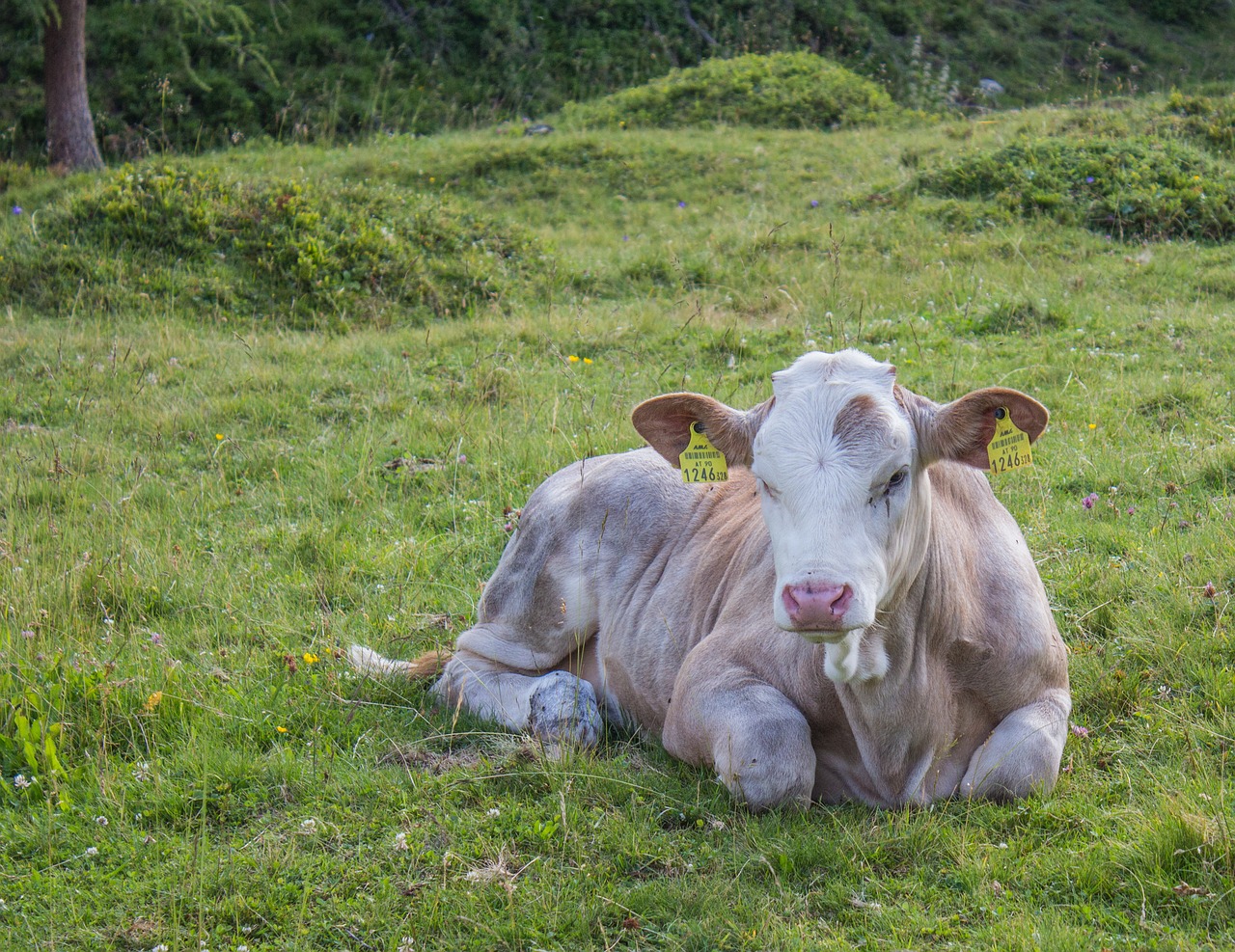 cow alm pasture free photo