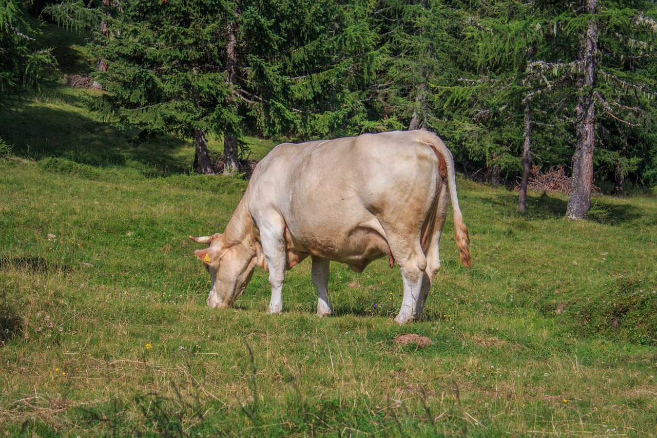 cow beef animal free photo