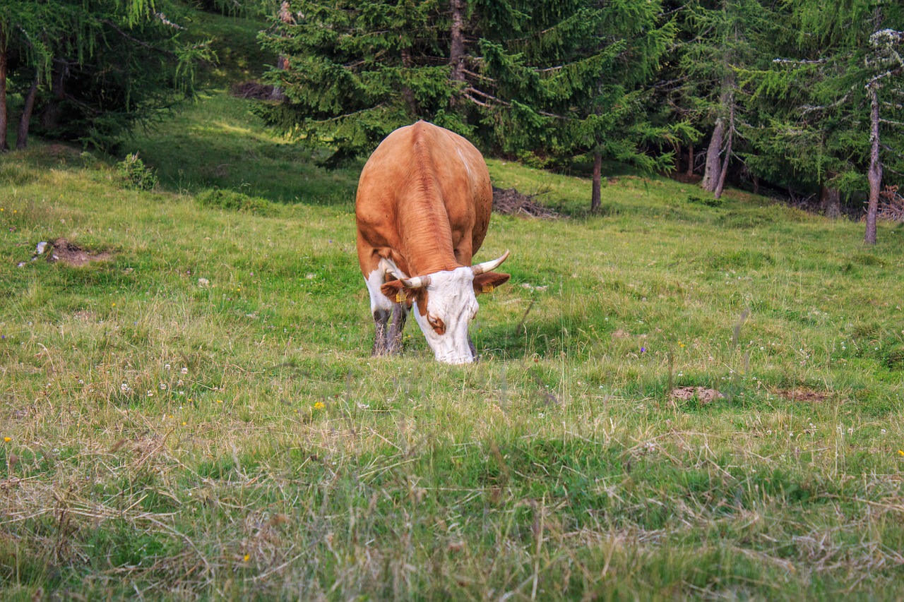 cow beef cattle free photo