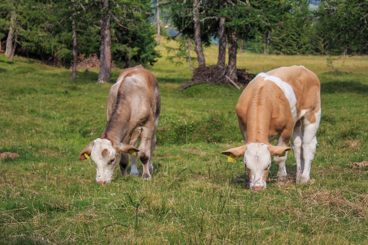 cow beef cattle free photo