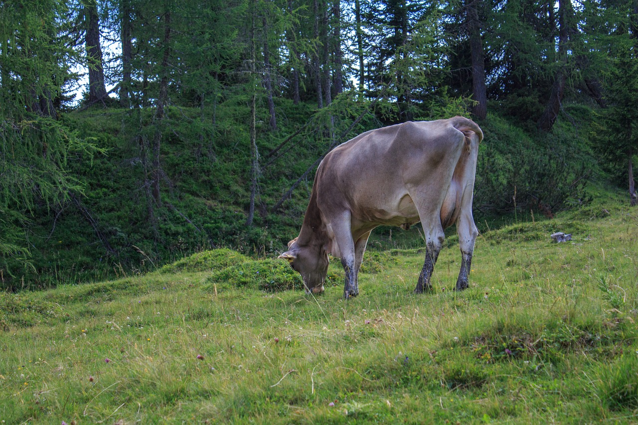 cow cows beef free photo