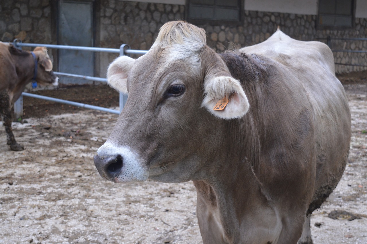 cow farm brown free photo