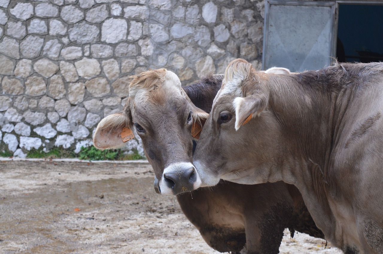 cow farm love free photo