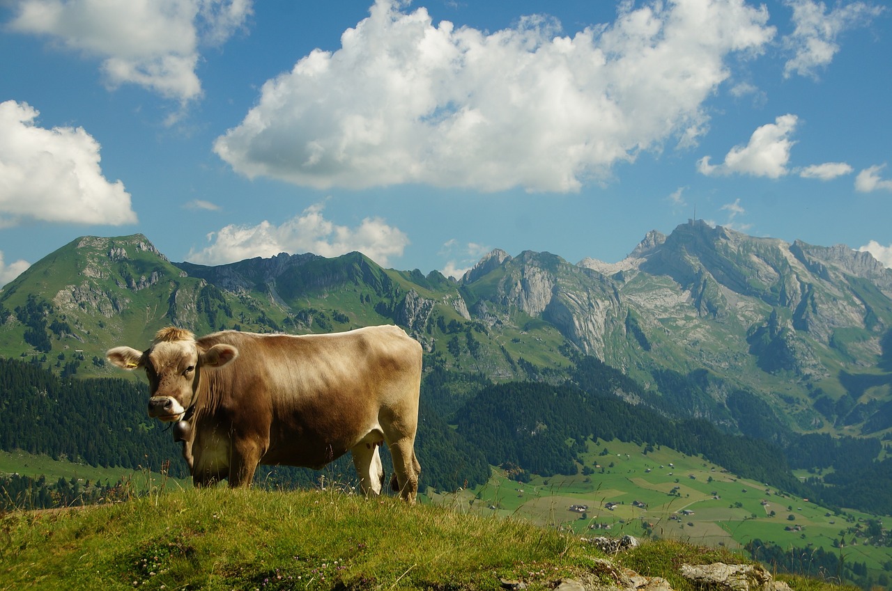 cow view säntis free photo