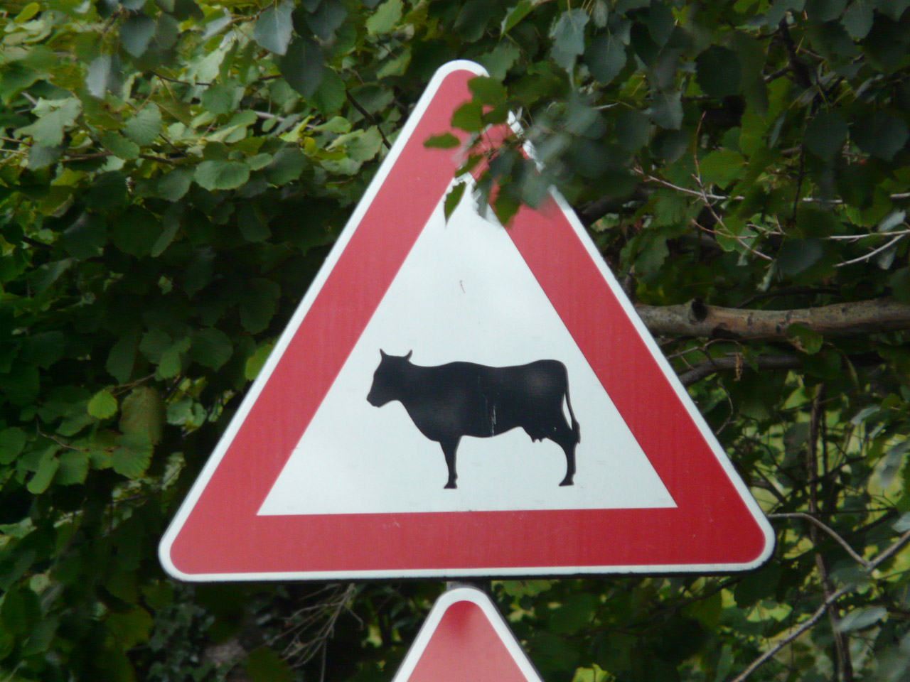 cow sign street free photo