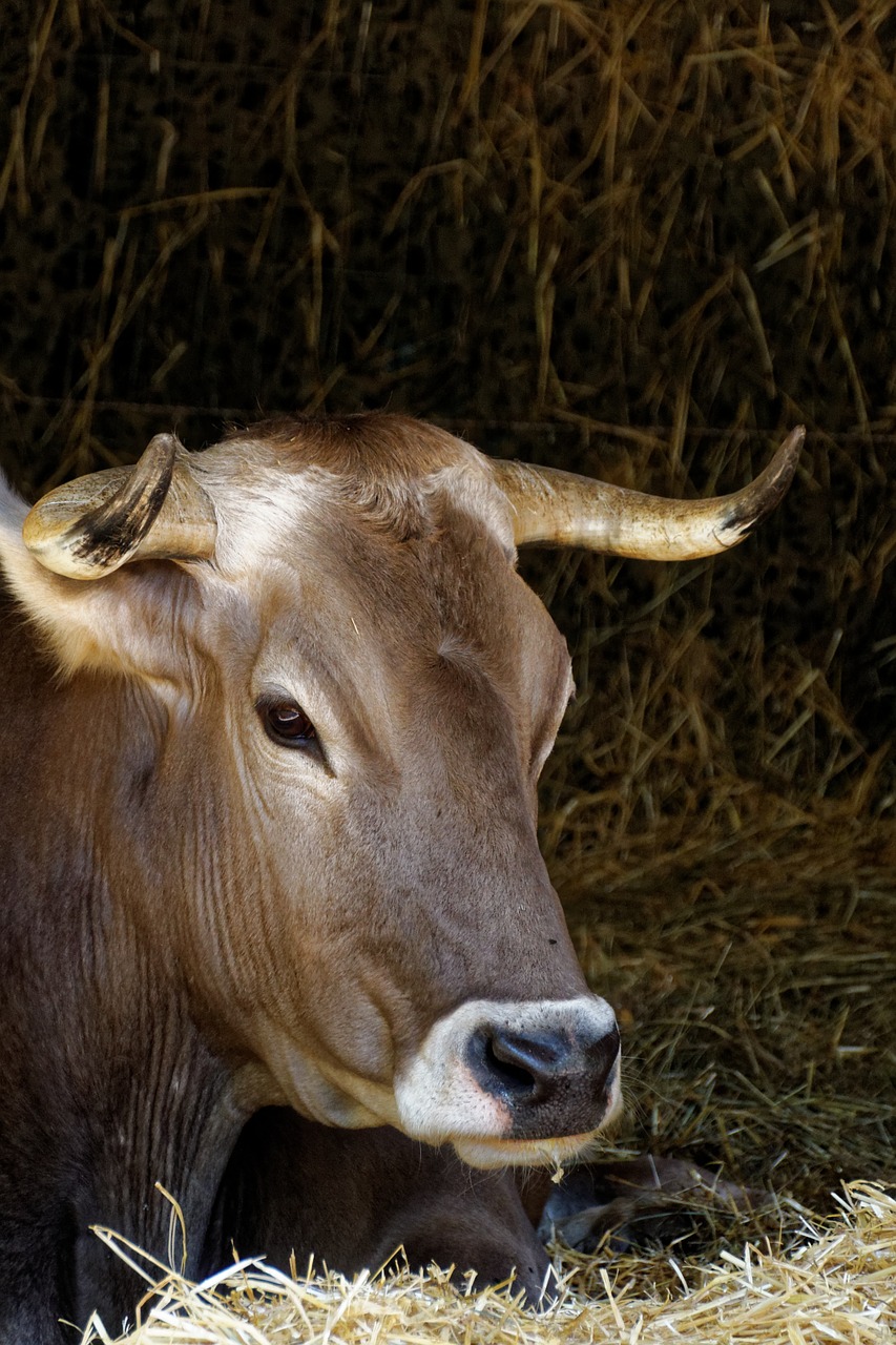 cow animal livestock free photo