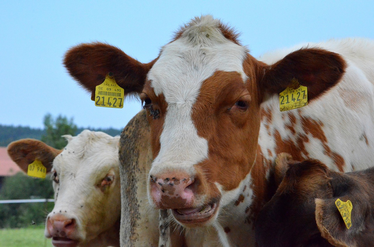 cow meadow pasture free photo