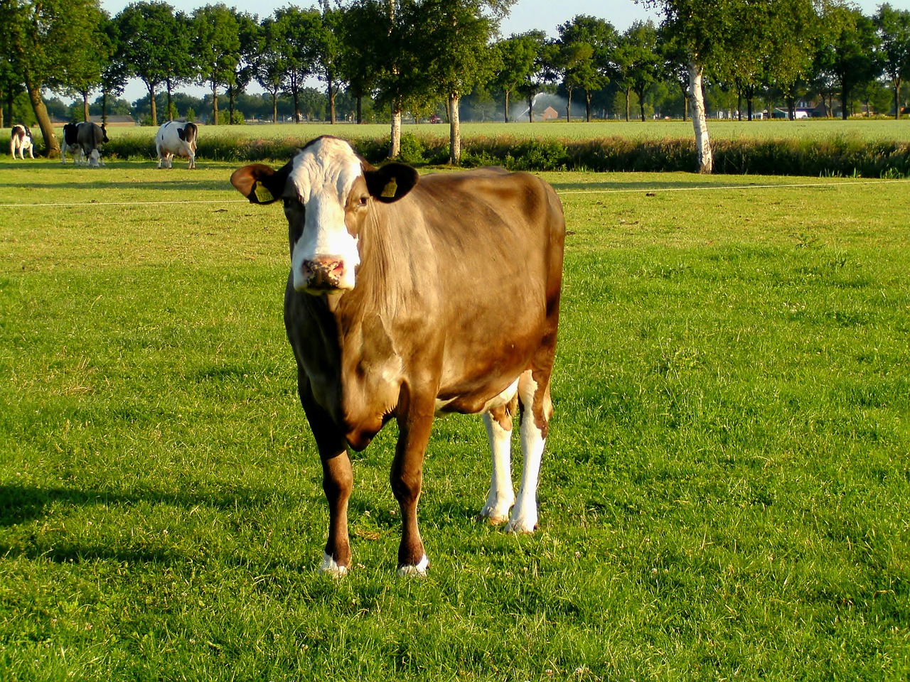 cow agriculture pasture free photo