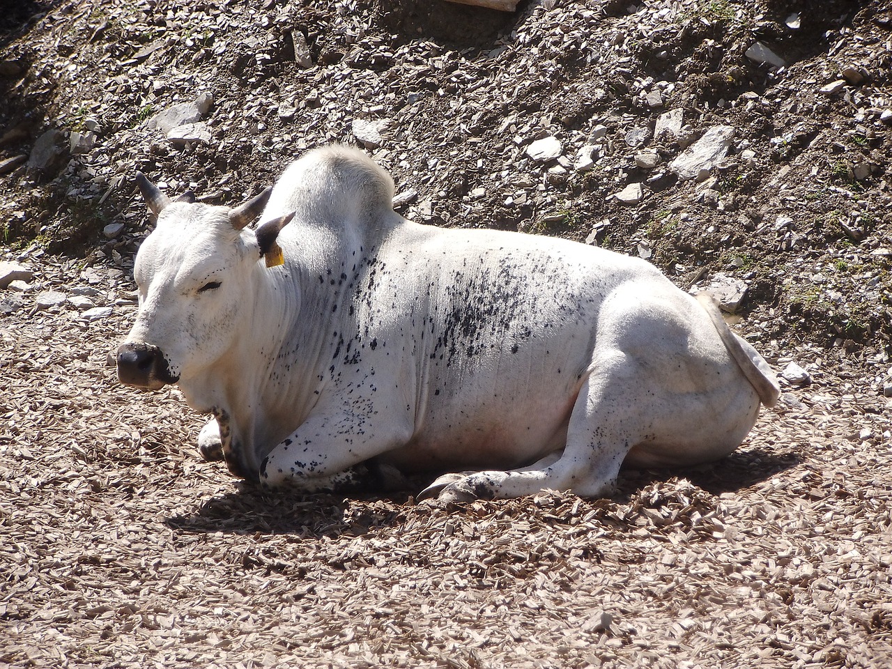 cow white cow animal free photo