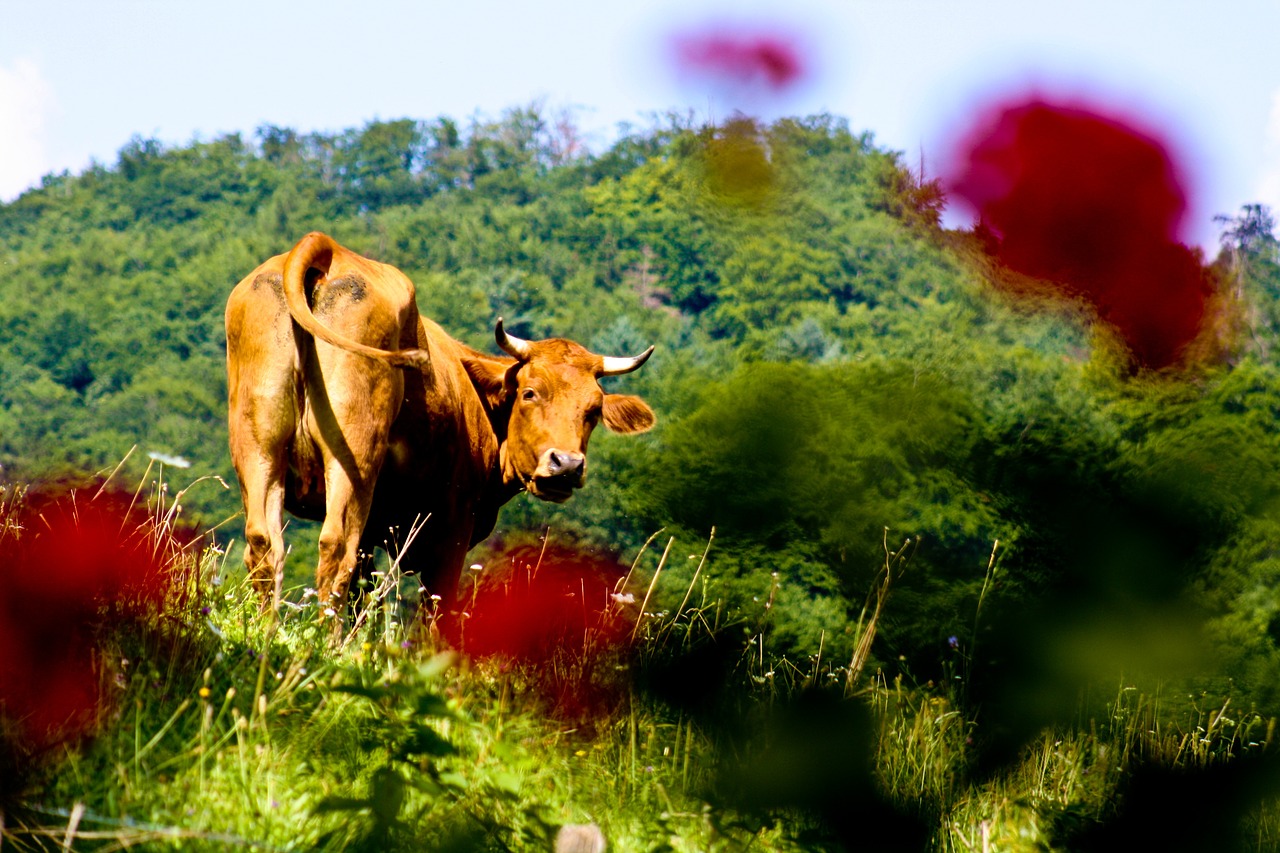 cow allgäu eco free photo