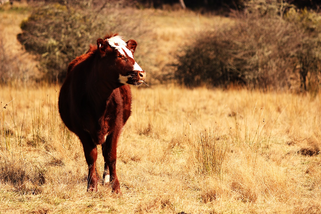 cow farm field free photo