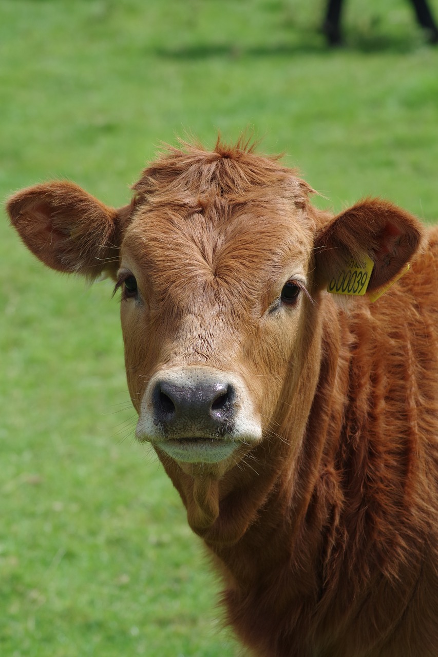 cow steer cattle free photo