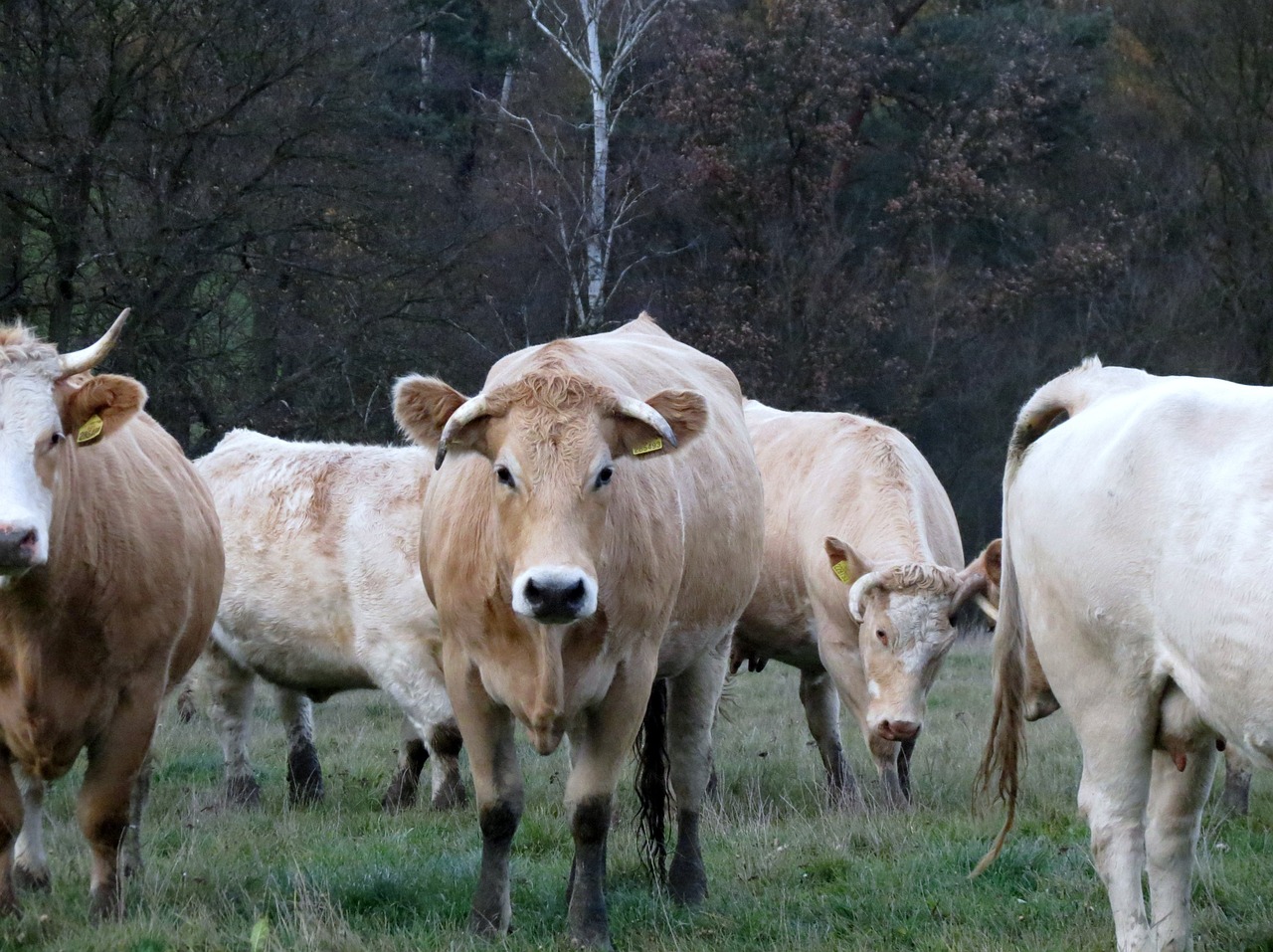 cow pen herd free photo