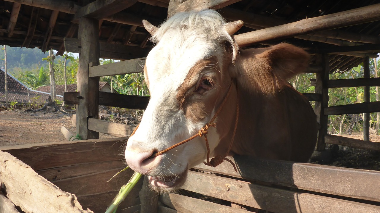 cow herbivor animal free photo