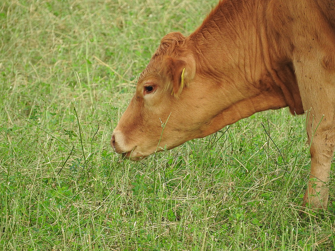 cow pasture graze free photo