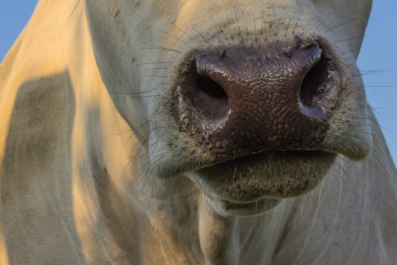 cow snout nose free photo