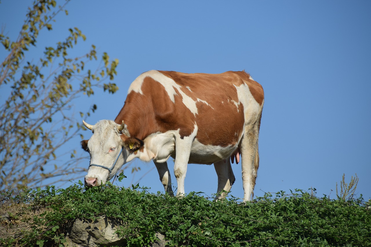 cow nature animal free photo