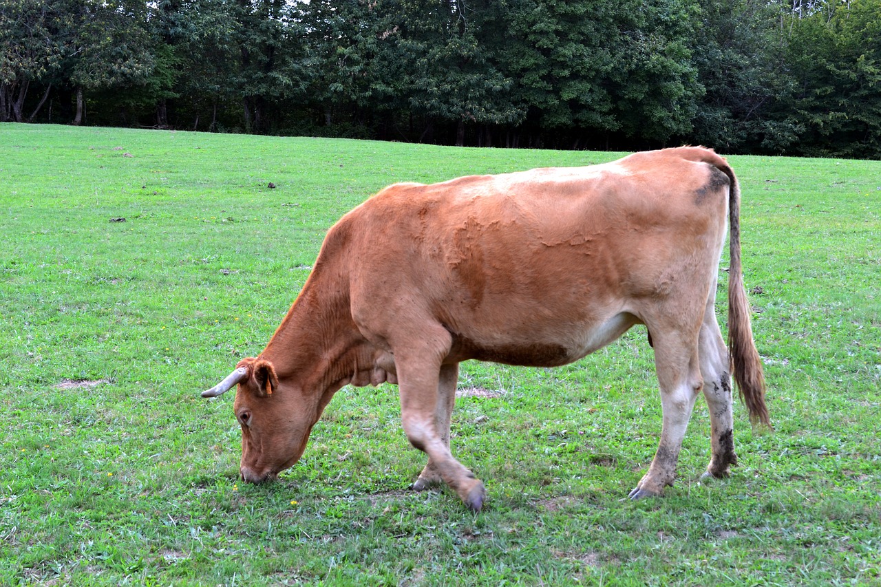 cow browse ruminating free photo