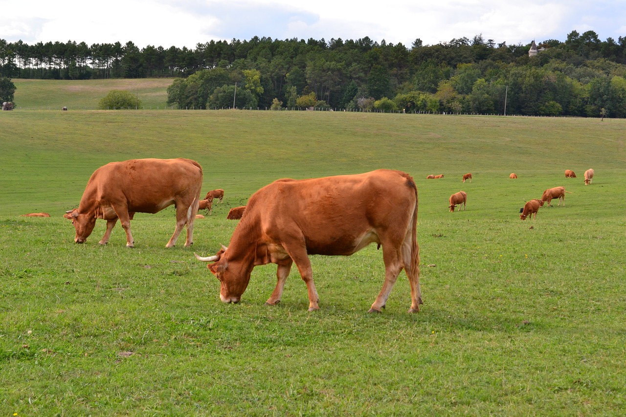 cow browse ruminating free photo