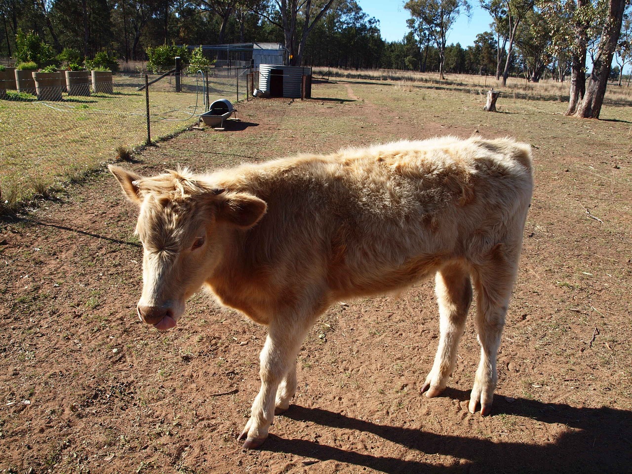 cow farm animals animal free photo