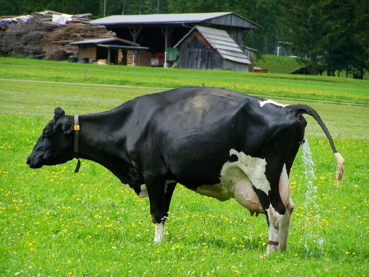 cow black and white cattle free photo