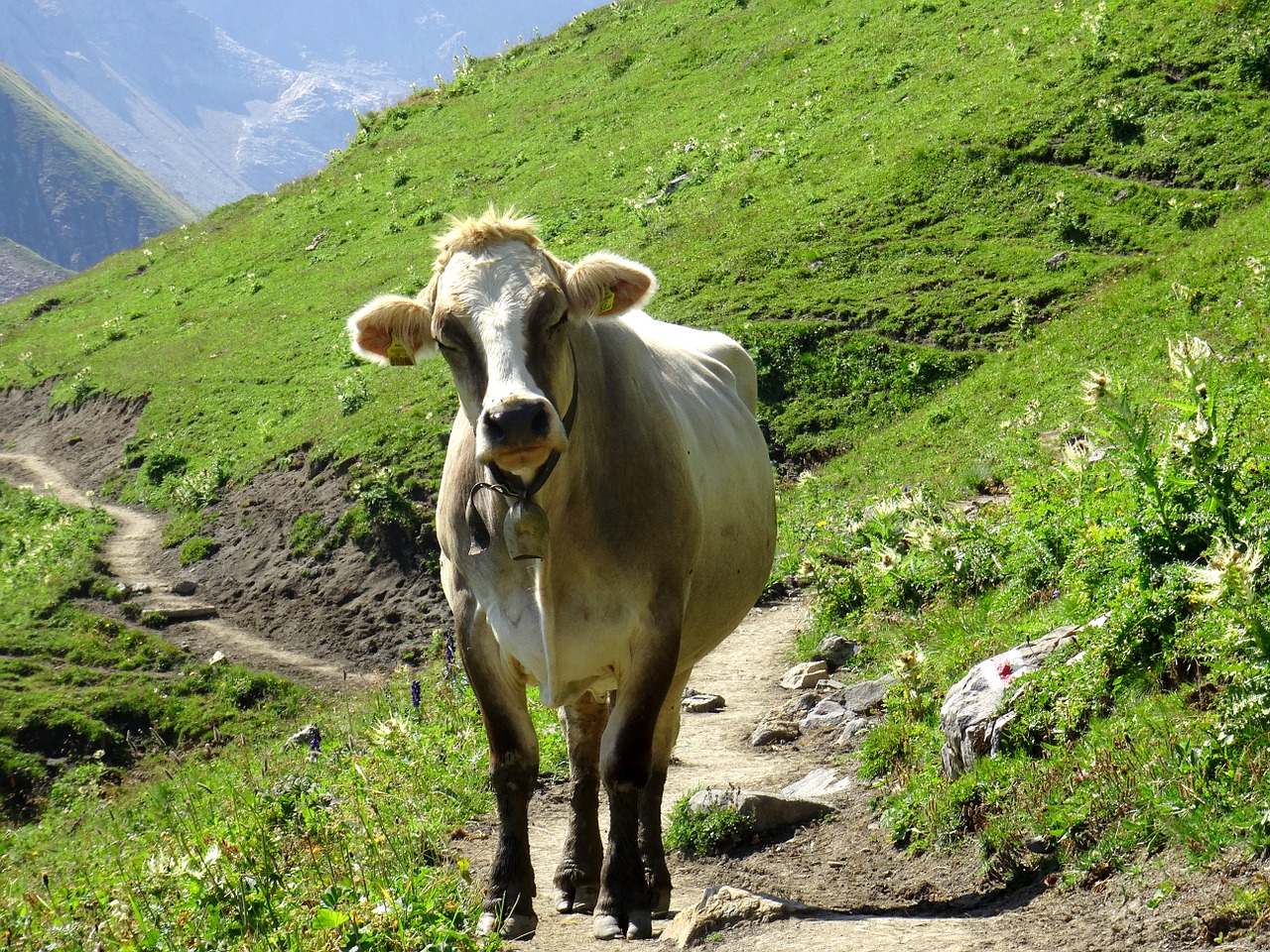 cow animal cattle free photo