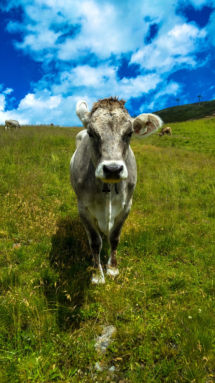 cow meadow pasture free photo