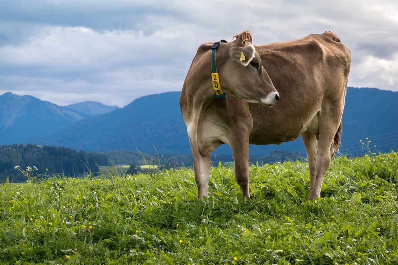 cow alpine mountains free photo