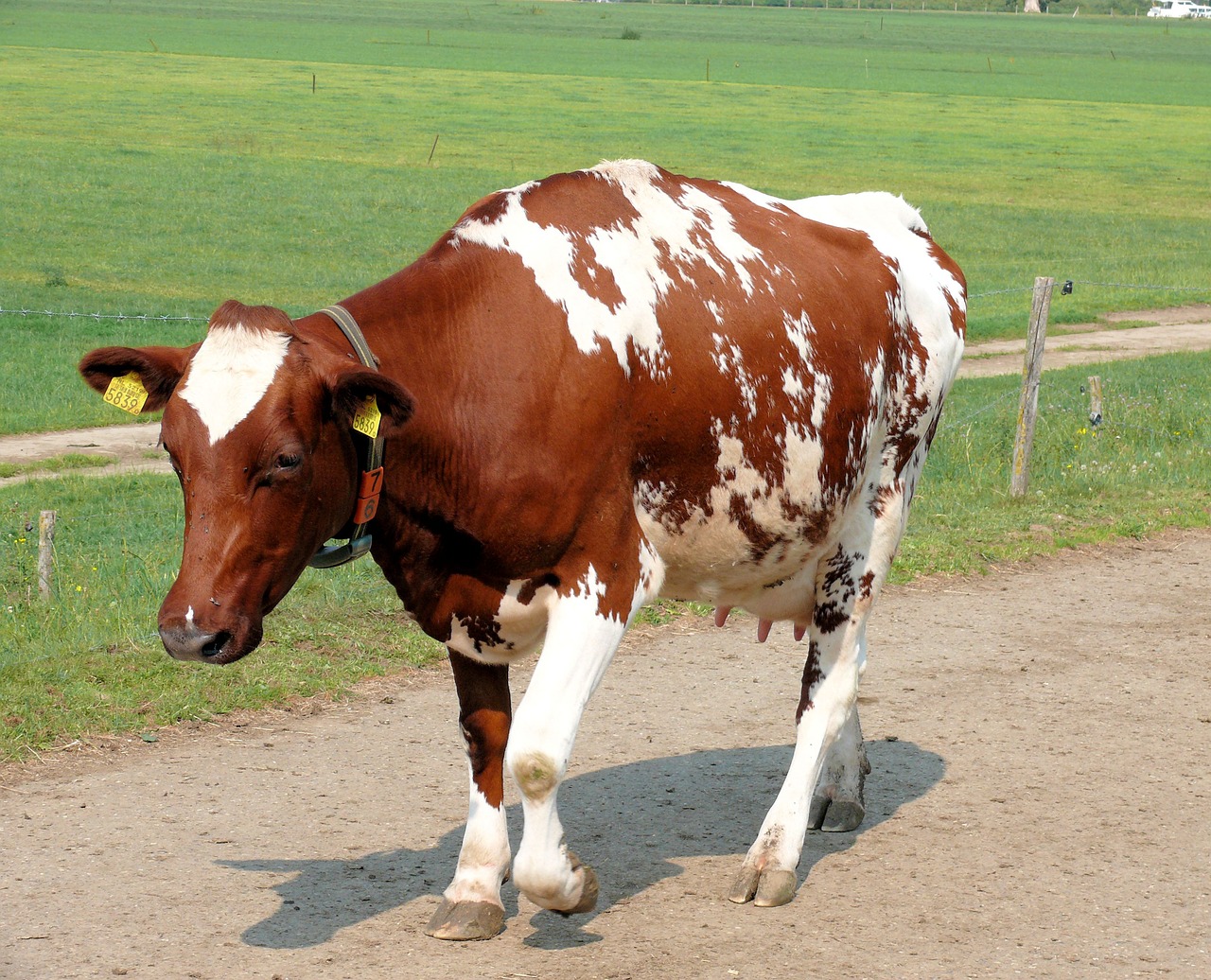 cow animal roan free photo