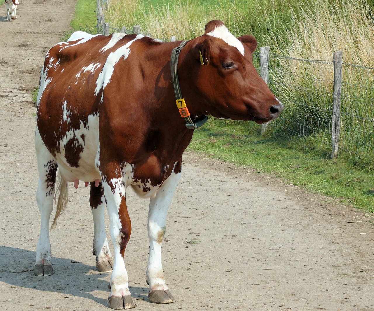 cow animal roan free photo