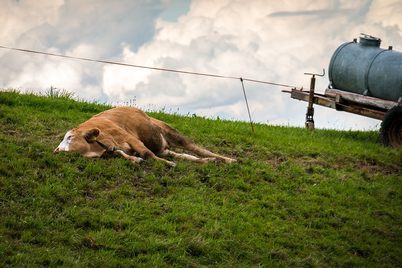 cow pasture sleep free photo