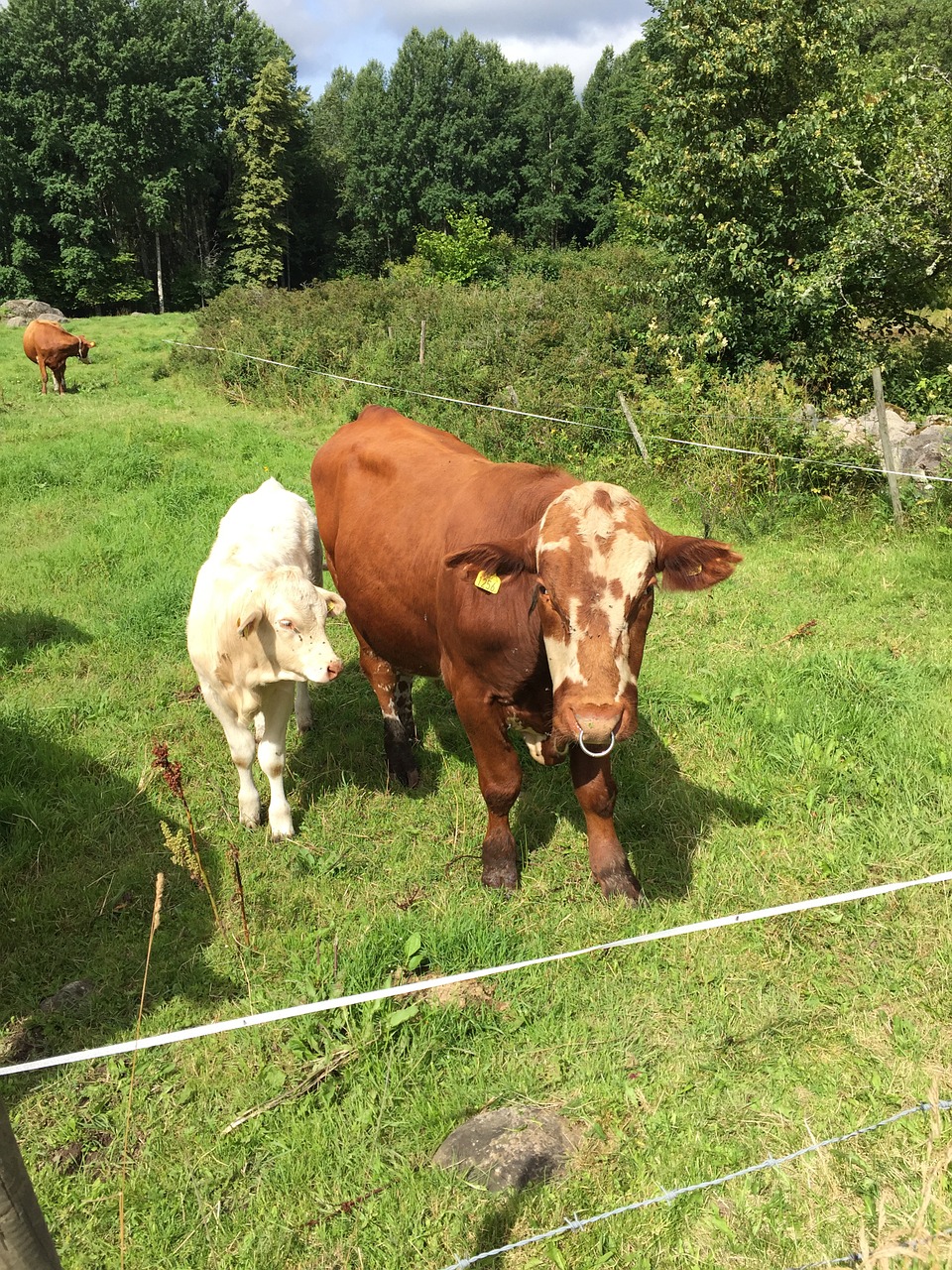 cow calf nature free photo