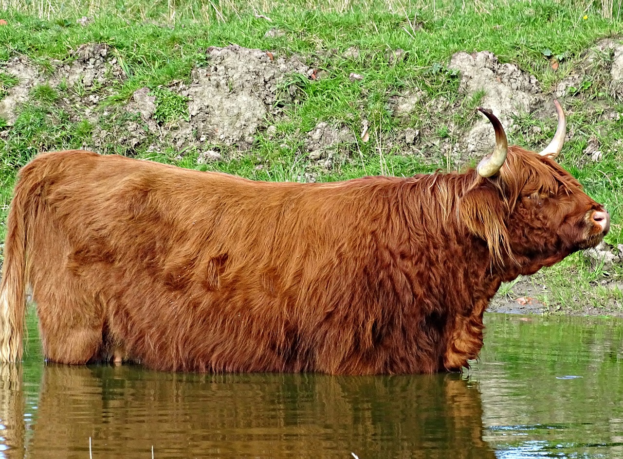 cow scottish highlanders water free photo