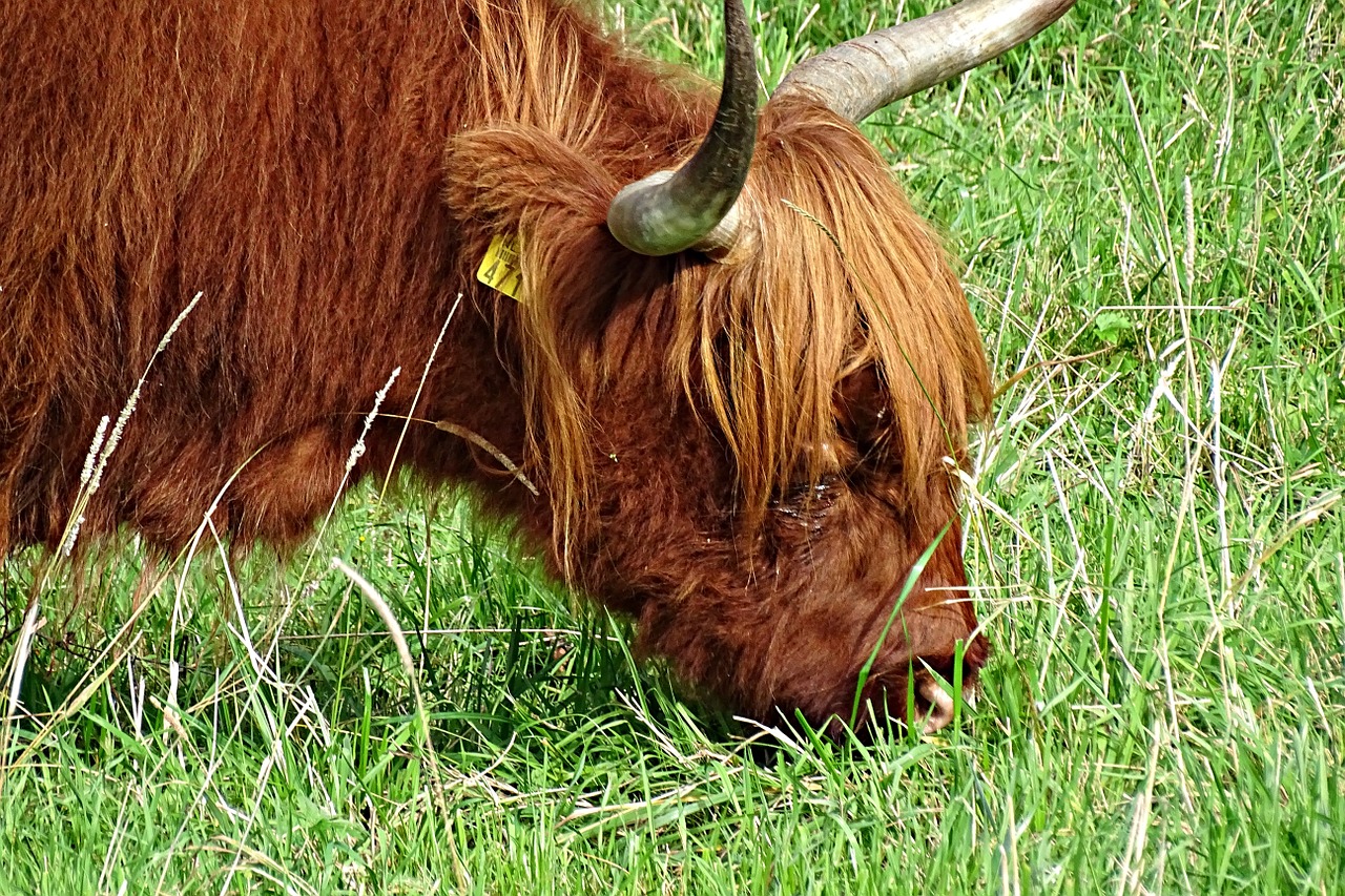 cow scottish highlanders cattle free photo