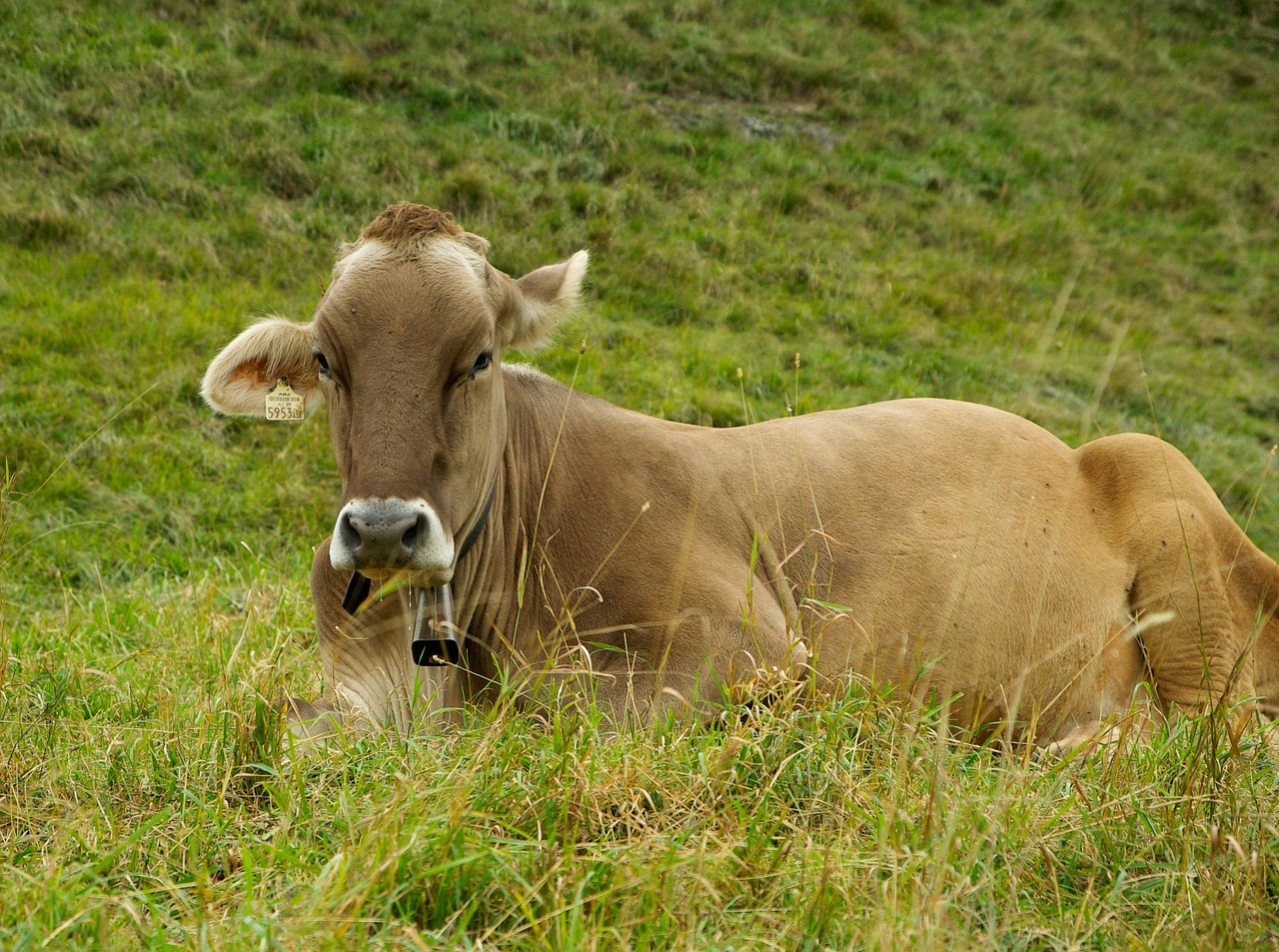 cow breeding cattle free photo