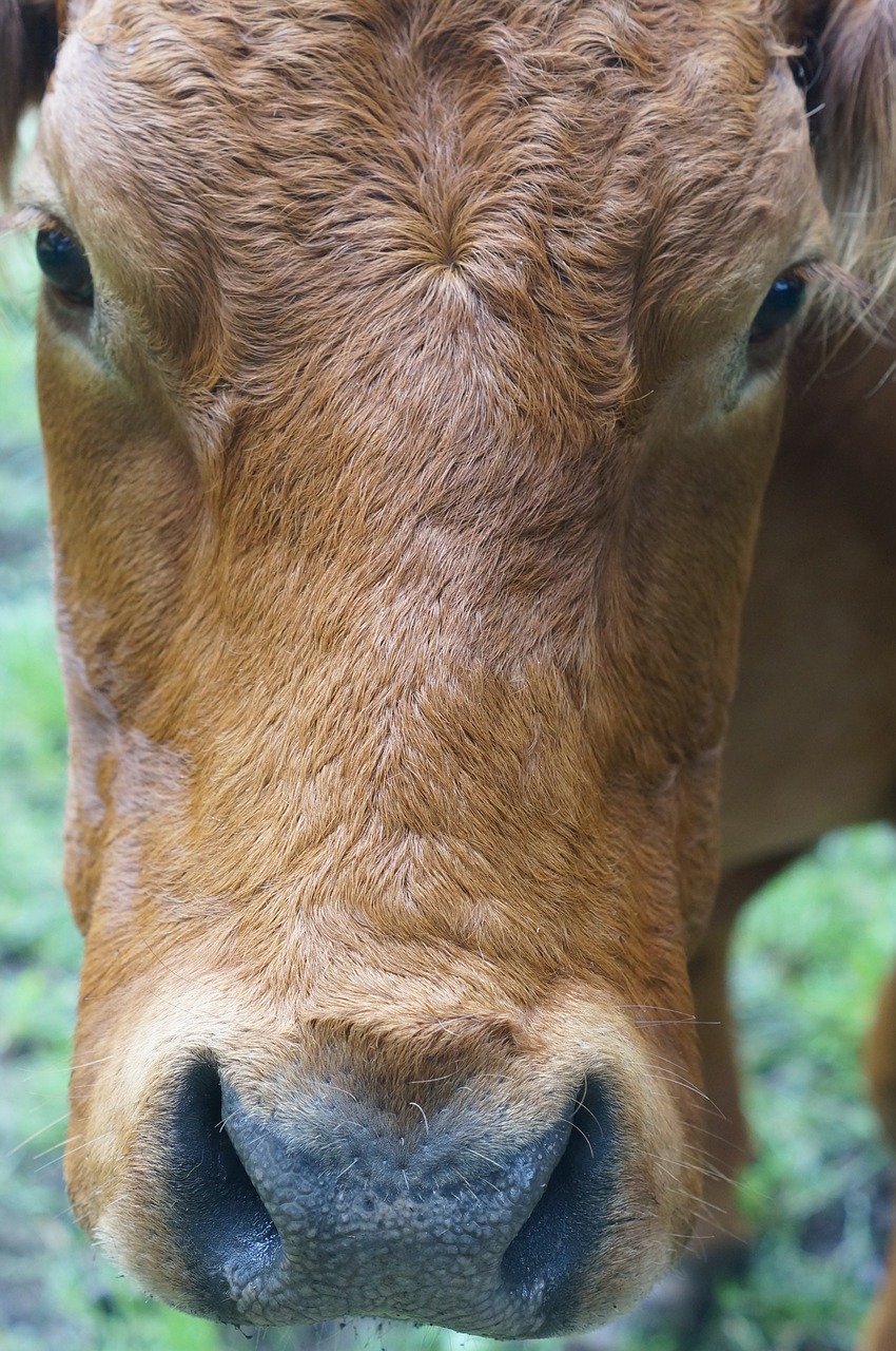 cow face close free photo