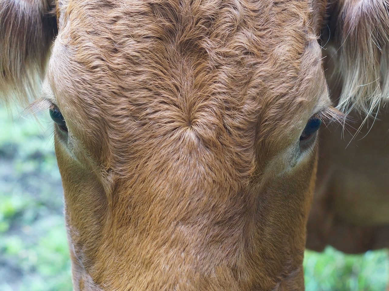 cow face close free photo