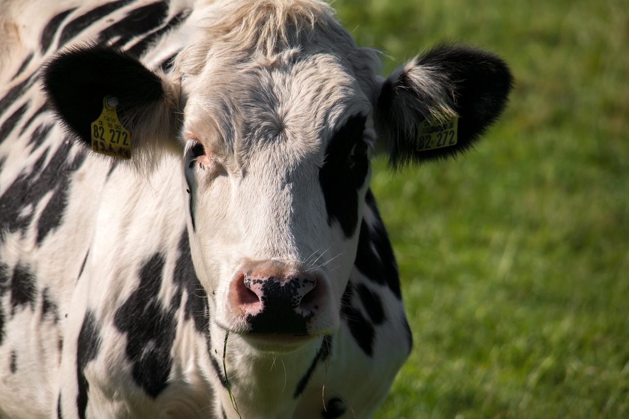 cow meadow pasture free photo