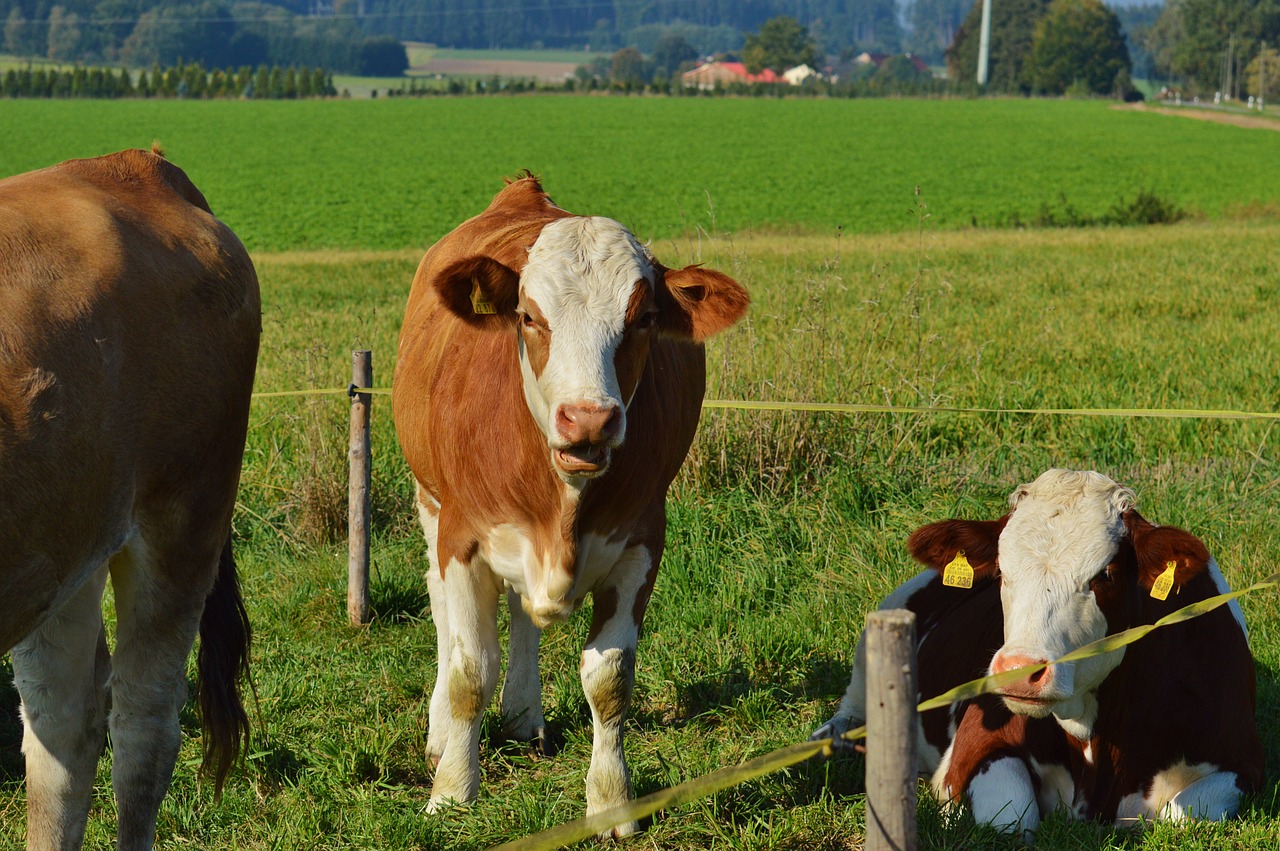 cow animal beef free photo