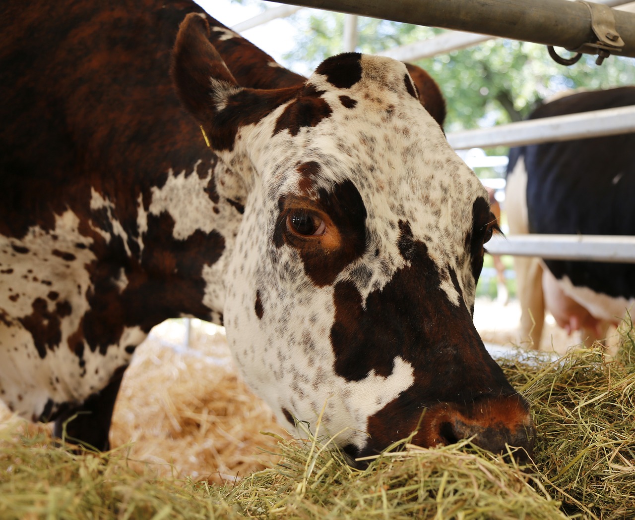 cow beef normande free photo