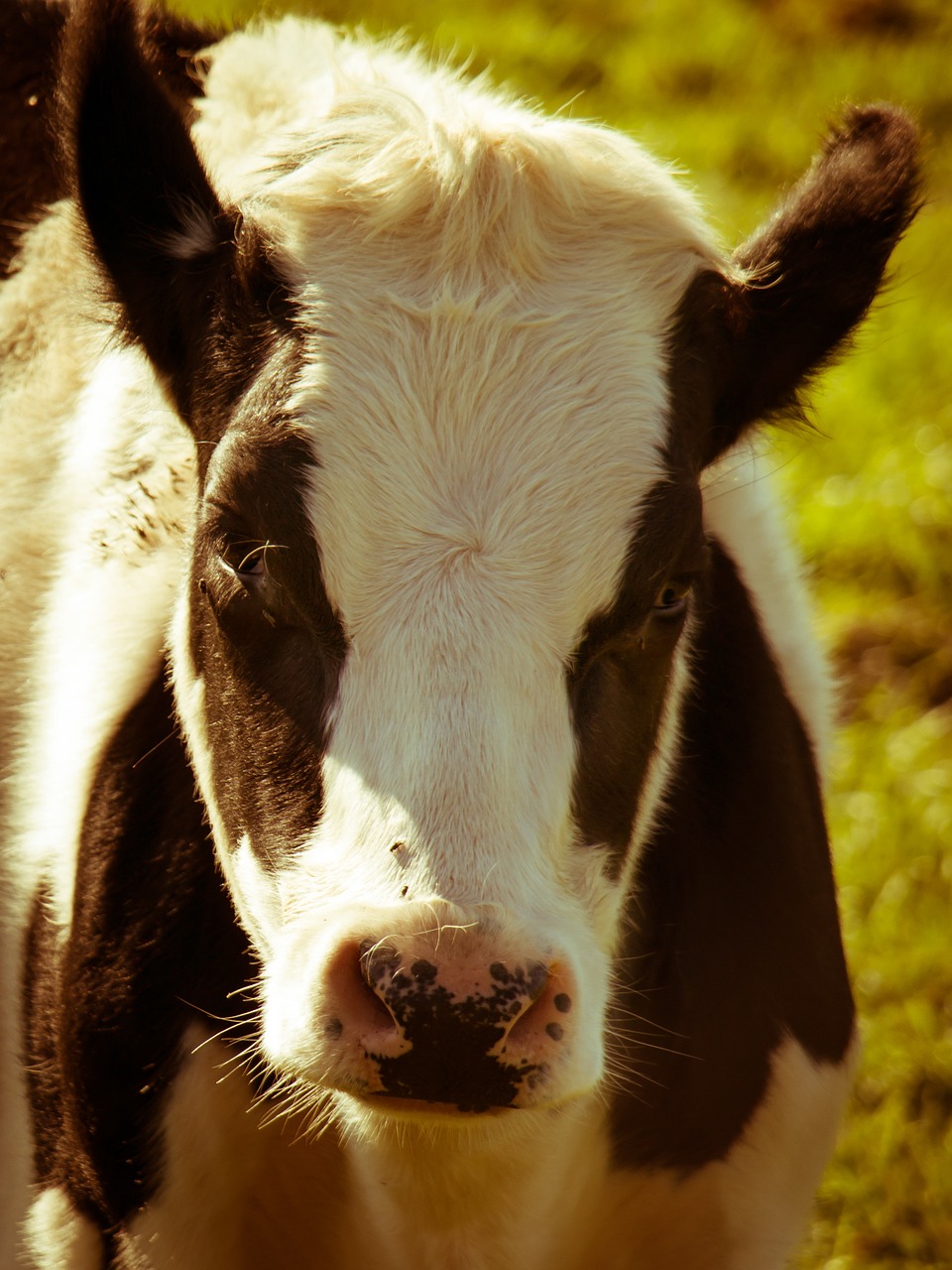 cow meadow pasture free photo