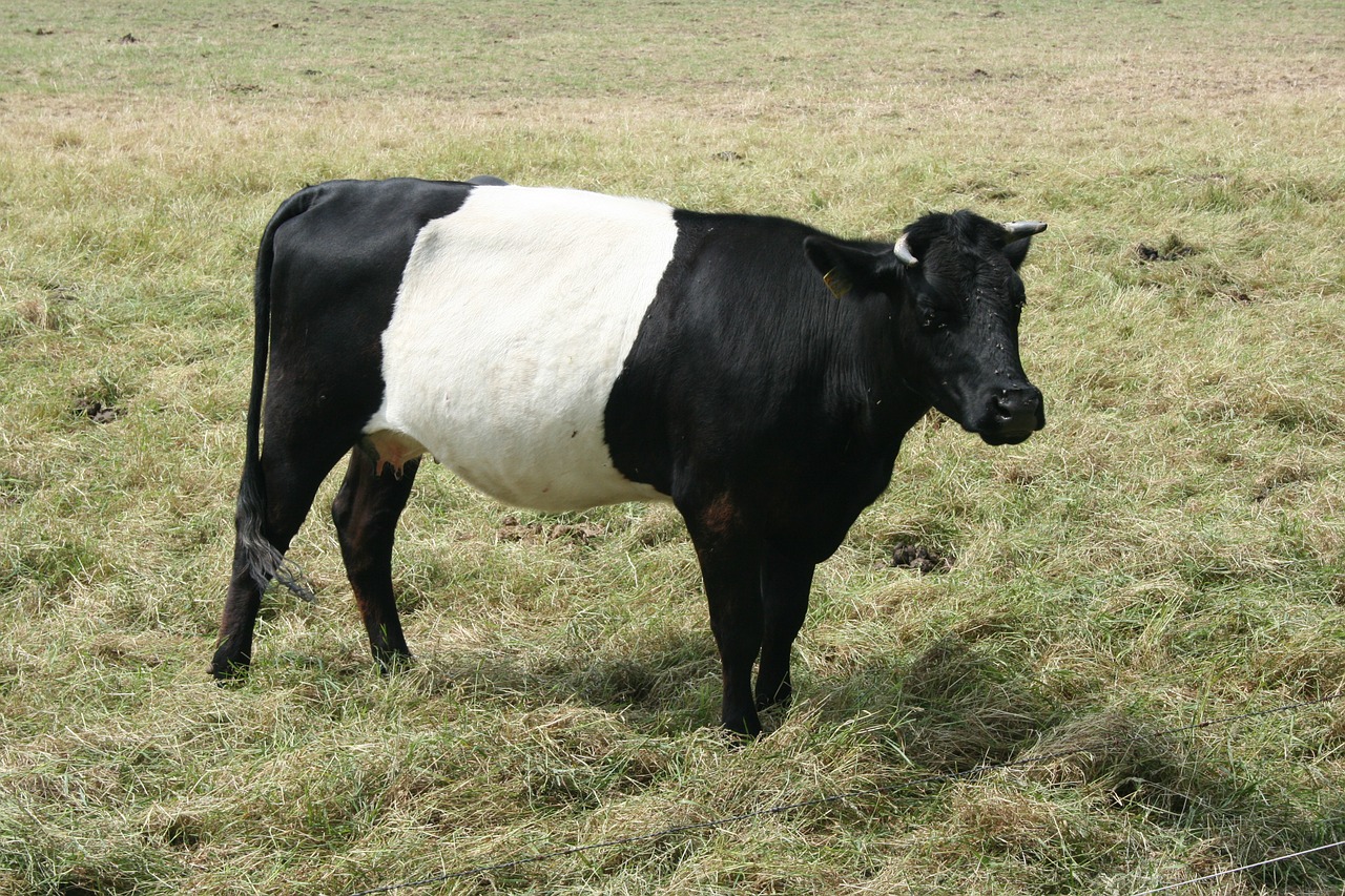 cow lakenvelder animal husbandry free photo